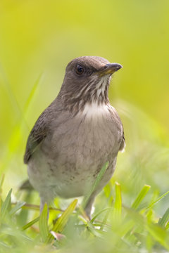 Primer plano de un ave (zorzal chalchalero o argentino, Turdus amaurochalinus) posado en el pasto