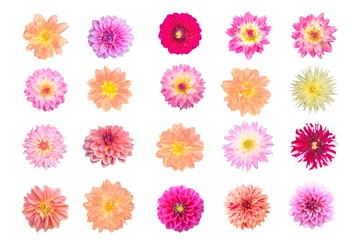 Papier Peint photo Lavable Dahlia Diverses fleurs de dahlia isolés sur fond blanc