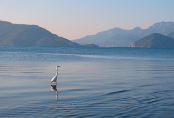 Stork walking on the sea