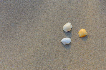 Fototapeta na wymiar Shell on sand.