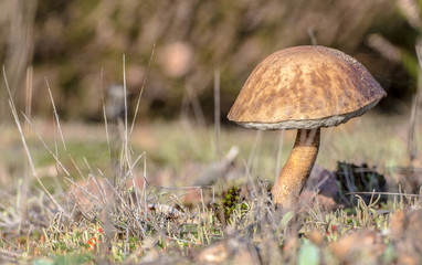 ein Birkenpilz in der Heide