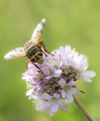 Raupenfliege auf Grasnelke