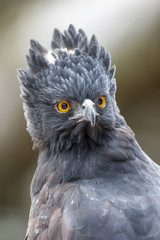 Retrato de un águila crestuda negra