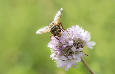 Raupenfliege auf Grasnelke