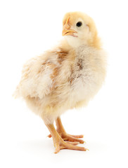 Small yellow chicken