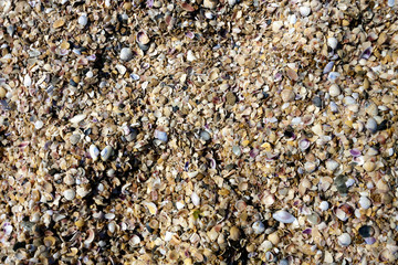 Sea treasures