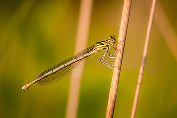 Damselfly