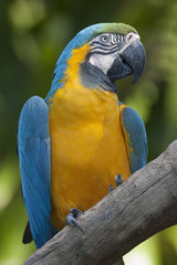 Primer plano de un guacamayo azul y amarillo posado en una rama