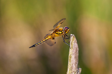 Dragonfly