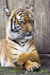 Fototapeta premium Beautiful Malaysian tiger at the zoo