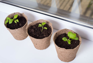 Seedling of eggplants in peat pots on the windowsill
