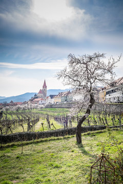 allj&auml;hrliche Marillenbl&uuml;te in der Wachau