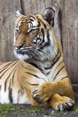 Obraz premium Beautiful Malaysian tiger at the zoo