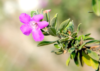 Obraz premium wildflower