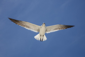 Primer plano de gaviota en vuelo