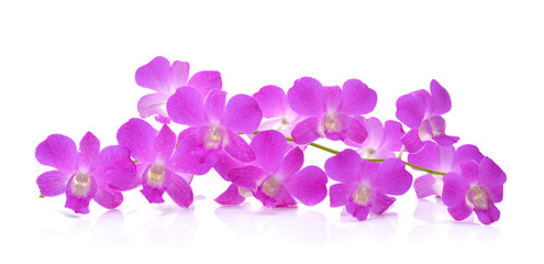 Orchid flower  isolated on white background