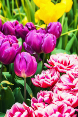 plants tulips flower blooming
