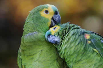 Tuinposter Papegaai Retrato de una pareja de loros