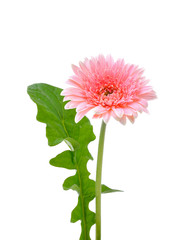 Pink Gerbera flower isolated on white background