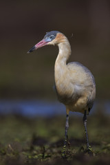 Primer plano de un ave zancuda 