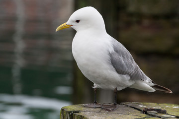 Seagull