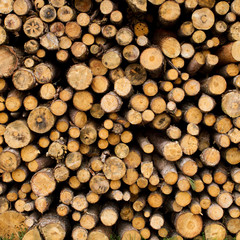 image of stacked logpile and wood texture