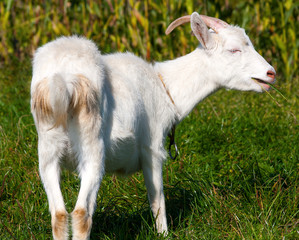 Obraz premium Time for lunch