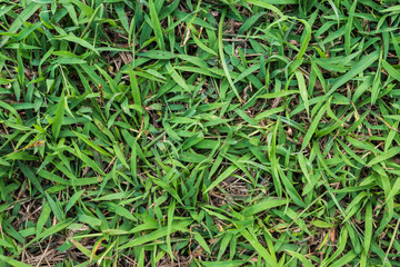 grass texture