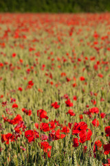 Fototapeta premium Poppy Field