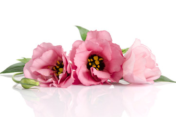 Beautiful pink eustoma flowers isolated on white background