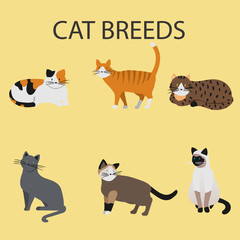 Cat Breeds vector for your ideas