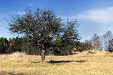 Drzewo na łące © Filip Olejowski