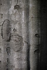 brown tree material structure