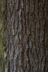 brown green tree material structure