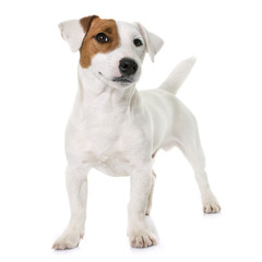 young jack russel terrier - obrazy, fototapety, plakaty