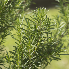 particolare rosmarino