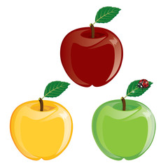illustration. Apple. green, yellow , red on white background.