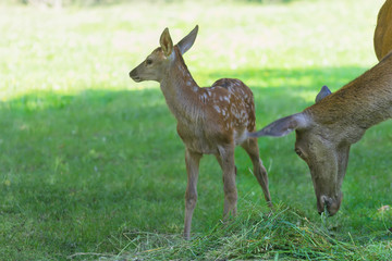 Little cute fawn standing near its grazing mother deer in summer wood