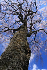 たくましい桜の木