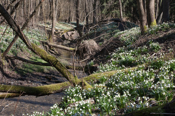 Leucojum Vernum, spring flower