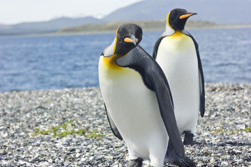 two king pinguins near sea