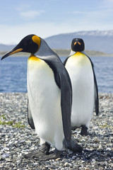 Plakat two king pinguins near sea