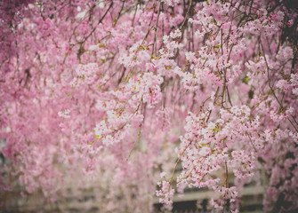 Spring cherry blossom blur background vintage style