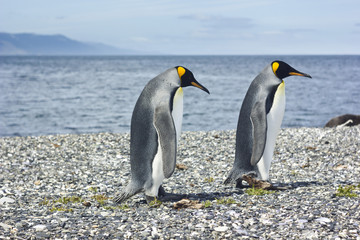 Obraz na płótnie Canvas two king pinguins near sea