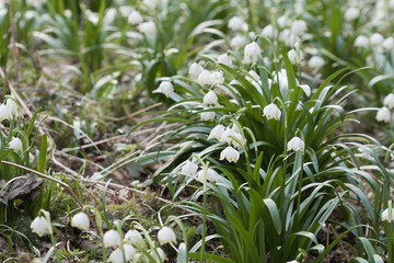 Obraz premium Leucojum Vernum, spring flower