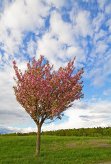 Fototapeta na wymiar Tree in spring with pink blossom.