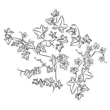 Black doodle ivy leaves