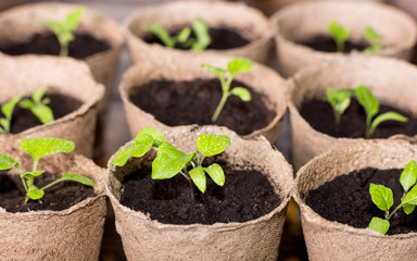 A lot of peat pots with vegetables seedling