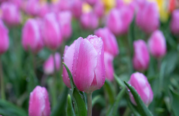 pink tulip flowers blooming in the garden
