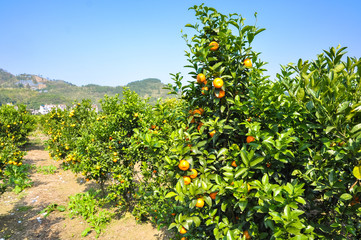 Fototapeta na wymiar Extensive tangerine garden in the south of China. Yangshuo